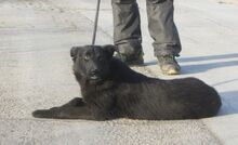 WILLOW, Hund, Mischlingshund in Bulgarien - Bild 3