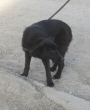 WILLOW, Hund, Mischlingshund in Bulgarien - Bild 4