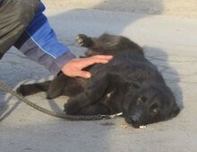 WILLOW, Hund, Mischlingshund in Bulgarien - Bild 5