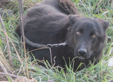 WILLOW, Hund, Mischlingshund in Bulgarien - Bild 6