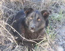 WILLOW, Hund, Mischlingshund in Bulgarien - Bild 8