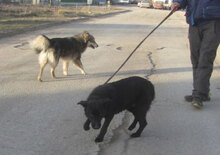 WILLOW, Hund, Mischlingshund in Bulgarien - Bild 9