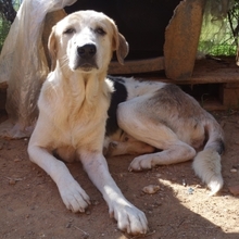 BOUFOS, Hund, Mischlingshund in Griechenland - Bild 1
