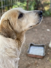 BOUFOS, Hund, Mischlingshund in Griechenland - Bild 10
