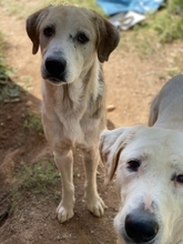 BOUFOS, Hund, Mischlingshund in Griechenland - Bild 3