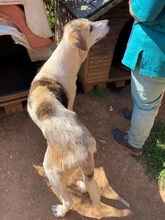 BOUFOS, Hund, Mischlingshund in Griechenland - Bild 4