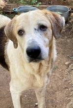 BOUFOS, Hund, Mischlingshund in Griechenland - Bild 6