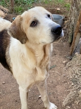 BOUFOS, Hund, Mischlingshund in Griechenland - Bild 7