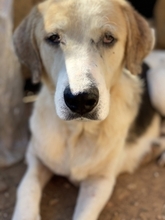 BOUFOS, Hund, Mischlingshund in Griechenland - Bild 8