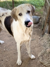 BOUFOS, Hund, Mischlingshund in Griechenland - Bild 9