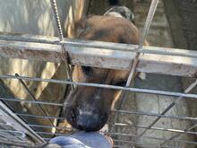 TOBI, Hund, Mischlingshund in Italien - Bild 11