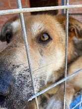 LAGYNAS, Hund, Mischlingshund in Griechenland - Bild 3