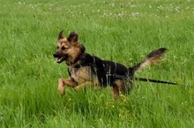 PENNY, Hund, Mischlingshund in Münchweiler - Bild 15