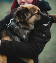 PENNY, Hund, Mischlingshund in Münchweiler - Bild 38