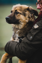 PENNY, Hund, Mischlingshund in Münchweiler - Bild 39