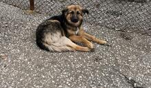 PENNY, Hund, Mischlingshund in Münchweiler - Bild 55