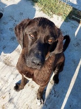 MAX, Hund, Mischlingshund in Griechenland - Bild 1