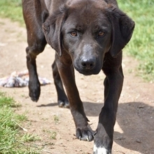 MAX, Hund, Mischlingshund in Griechenland - Bild 10