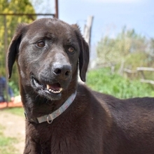 MAX, Hund, Mischlingshund in Griechenland - Bild 11