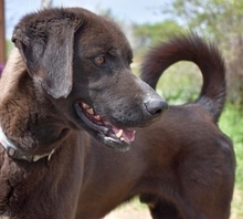 MAX, Hund, Mischlingshund in Griechenland - Bild 12