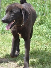 MAX, Hund, Mischlingshund in Griechenland - Bild 13