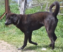 MAX, Hund, Mischlingshund in Griechenland - Bild 15