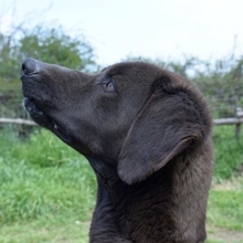 MAX, Hund, Mischlingshund in Griechenland - Bild 5