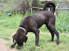 MAX, Hund, Mischlingshund in Griechenland - Bild 7