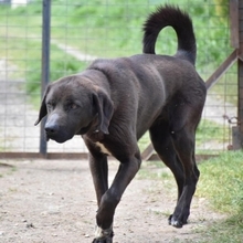 MAX, Hund, Mischlingshund in Obersontheim - Bild 10