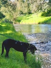 MAX, Hund, Mischlingshund in Obersontheim - Bild 21