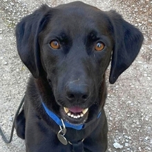 MAX, Hund, Mischlingshund in Obersontheim - Bild 27