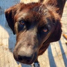 MAX, Hund, Mischlingshund in Obersontheim - Bild 4