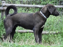 MAX, Hund, Mischlingshund in Obersontheim - Bild 5