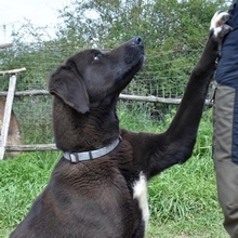 MAX, Hund, Mischlingshund in Obersontheim - Bild 7