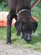 MAX, Hund, Mischlingshund in Obersontheim - Bild 9