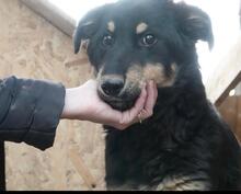 BENNY, Hund, Deutscher Schäferhund-Mix in Rumänien - Bild 12