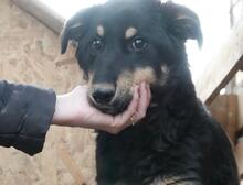 BENNY, Hund, Deutscher Schäferhund-Mix in Rumänien - Bild 18