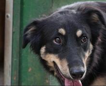 BENNY, Hund, Deutscher Schäferhund-Mix in Rumänien - Bild 5