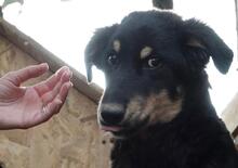 BENNY, Hund, Deutscher Schäferhund-Mix in Rumänien - Bild 9