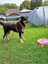 BENNY, Hund, Deutscher Schäferhund-Mix in Dortmund - Bild 2