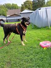 BENNY, Hund, Deutscher Schäferhund-Mix in Dortmund - Bild 3