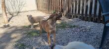 ROCKY, Hund, Mischlingshund in Italien - Bild 3