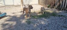 ROCKY, Hund, Mischlingshund in Italien - Bild 4