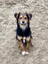 LOLKA, Hund, Mischlingshund in Ungarn