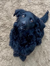 BOLKA, Hund, Mischlingshund in Ungarn