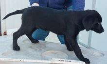 CARMELO, Hund, Mischlingshund in Italien - Bild 12
