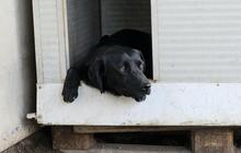 CARMELO, Hund, Mischlingshund in Italien - Bild 21