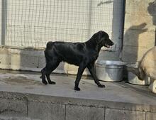 CARMELO, Hund, Mischlingshund in Italien - Bild 23