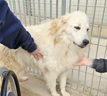 MINNIEBIANC0, Hund, Maremmano-Mix in Italien - Bild 26