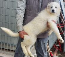 MINU, Hund, Maremmano-Mix in Italien - Bild 26